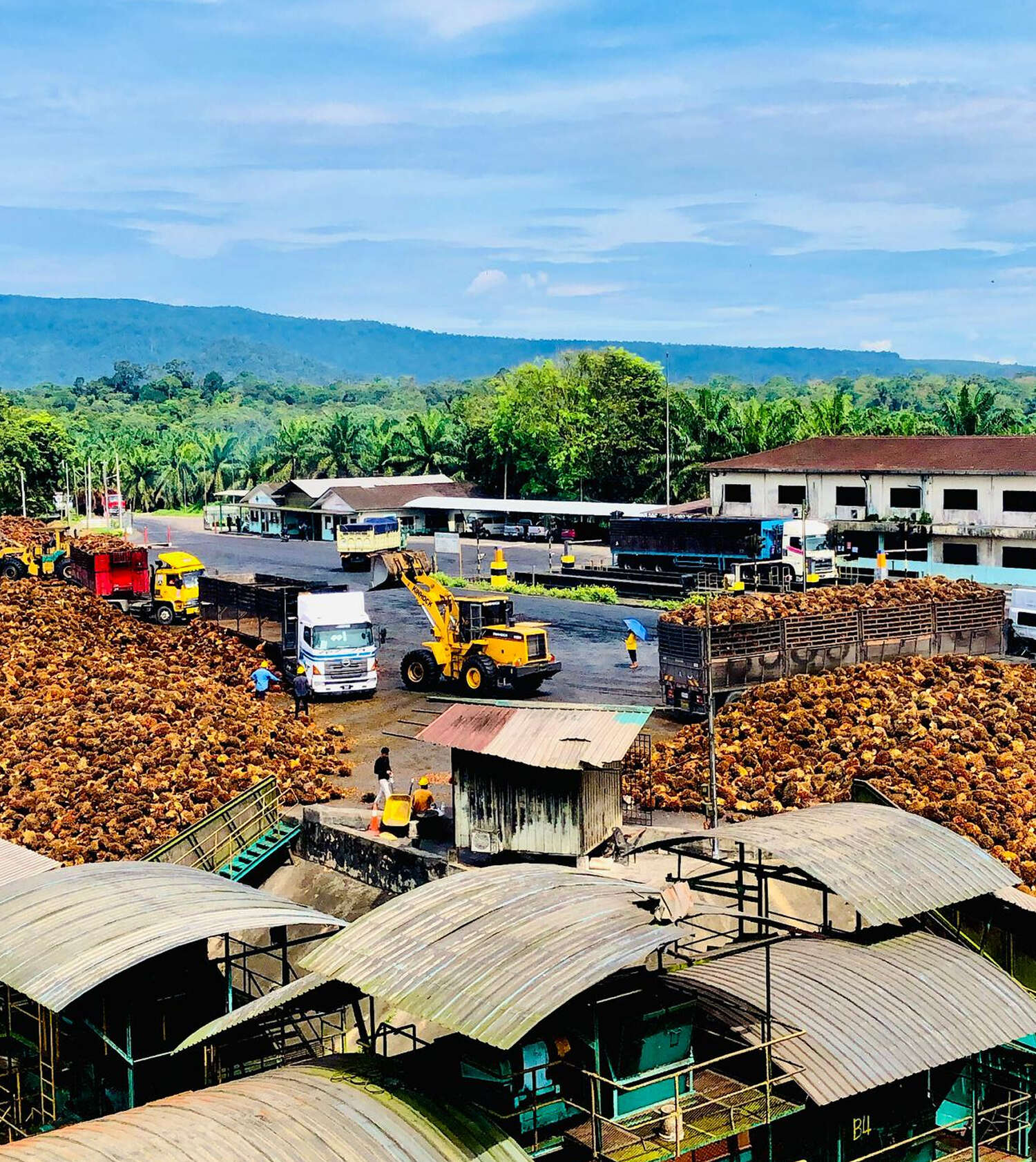 Kim Loong's 4Q Profit Dips On Lower FFB Production, Higher Costs Kim Loong's 4Q Profit Dips On Lower FFB Production, Higher Costs